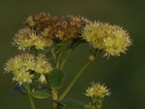 Image of Hylotelephium maximum (L.) J. Holub