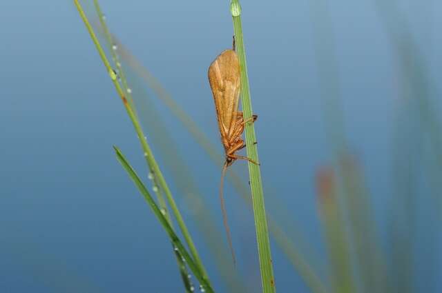 صورة Limnephilus politus McLachlan 1865