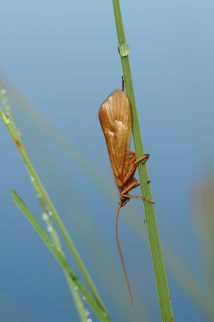 صورة Limnephilus politus McLachlan 1865