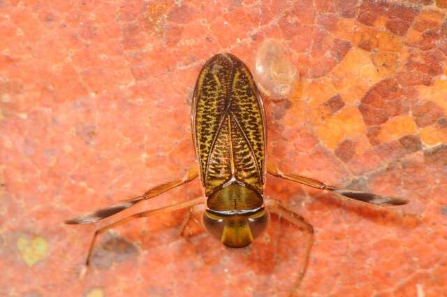 Image of <i>Cymatia bonsdorffii</i>