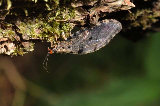 Image of lance lacewing