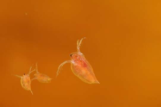 Image of Daphnia