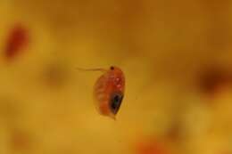 Imagem de Daphnia