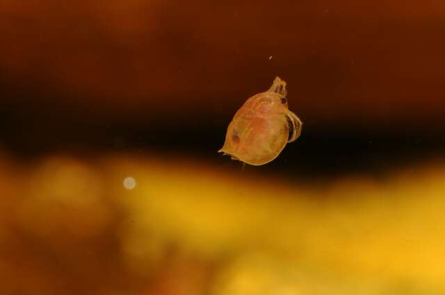 Image of Daphnia