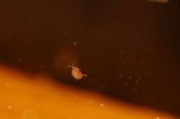 Imagem de Daphnia