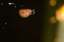 Imagem de Daphnia