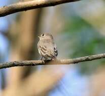 Image of Asian Brown Flycatcher