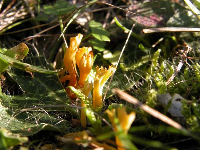 Image of Clavulinopsis