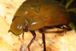 Image of Hydrophilus