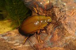 Image of Hydrophilus