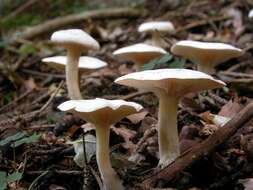 Image of <i>Clitocybe cerrusata</i>