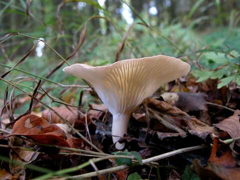 Image of Clitocybe