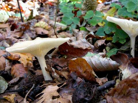 Image of Clitocybe