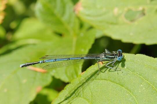 Image of Platycnemis Burmeister 1839