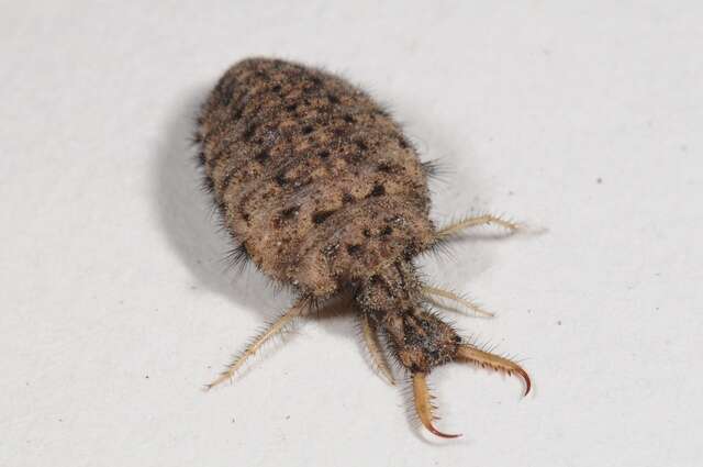 Image of Antlion