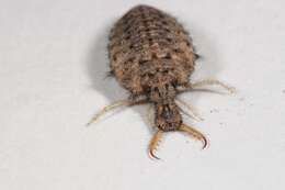 Image of Antlion