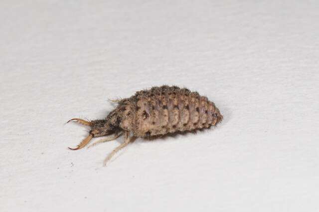 Image of Antlion