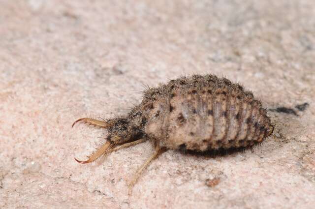 Image of Antlion