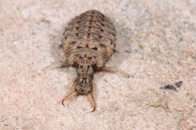 Image of Antlion