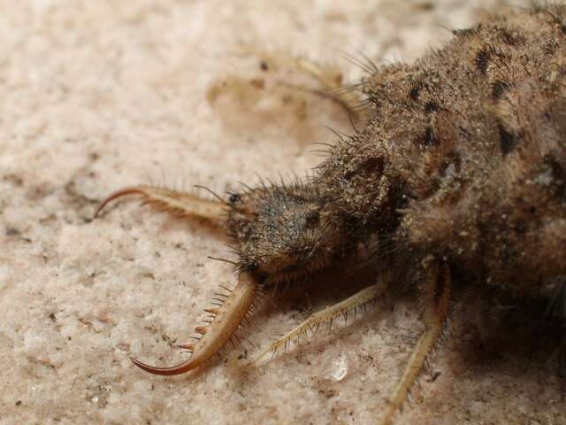 Image of Antlion