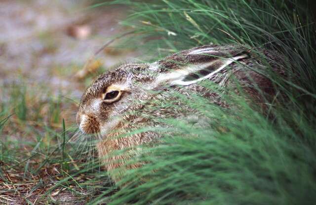 Plancia ëd Lepus Linnaeus 1758