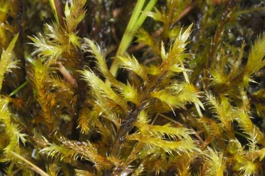 Image of tomentypnum moss