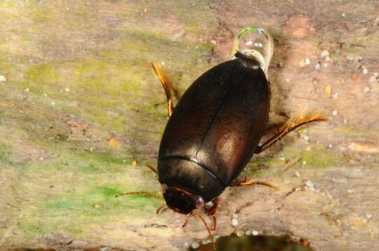 Image of predaceous diving beetles