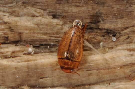 Image of burrowing water beetles