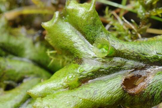 Image of Marchantiaceae