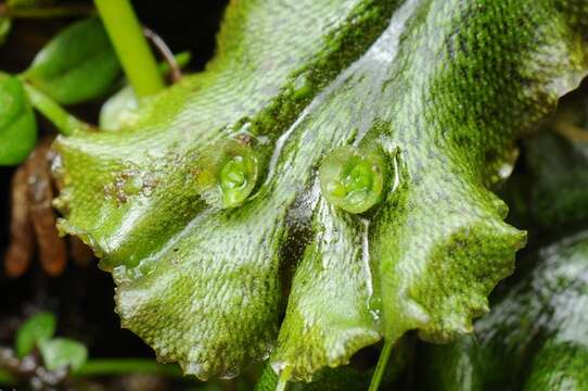 Image of Marchantiaceae