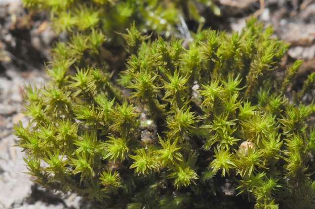 Image of orthotrichum moss