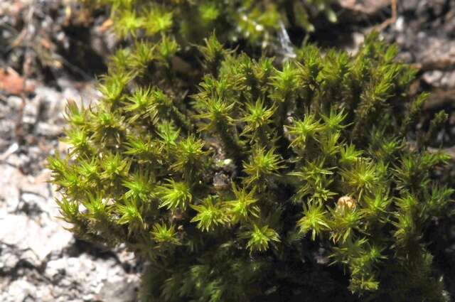 Image of orthotrichum moss