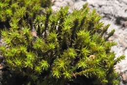 Image of orthotrichum moss