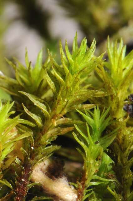 Image of orthotrichum moss