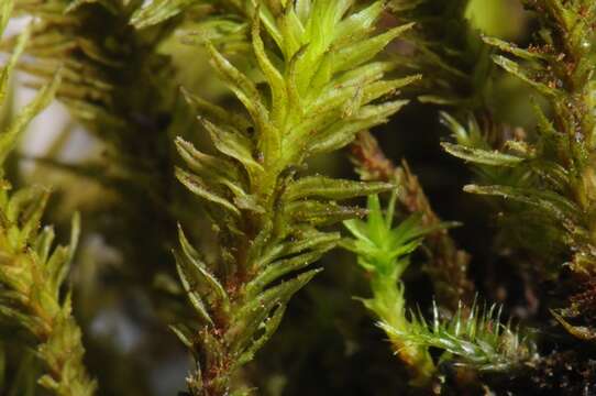 Image of orthotrichum moss