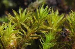 Image of orthotrichum moss