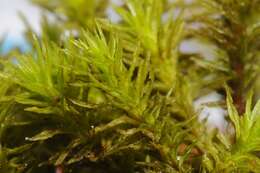 Image of orthotrichum moss