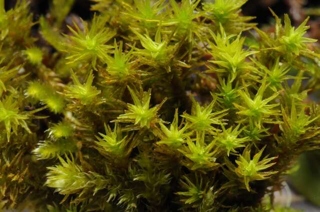 Image of orthotrichum moss