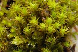 Image of orthotrichum moss