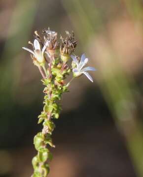 Wahlenbergia tenella (L. fil.) Lammers resmi