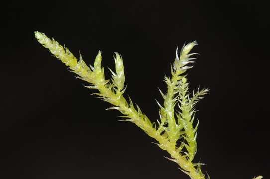 Image of brachythecium moss