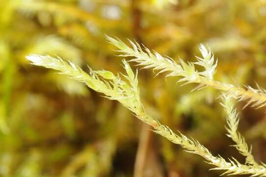 Image of brachythecium moss