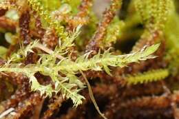 Image of brachythecium moss