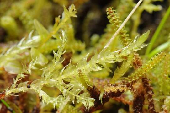 Image of brachythecium moss