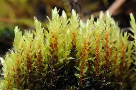 Image of bryum moss