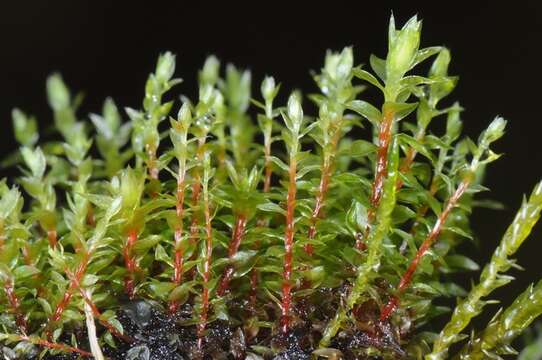 Image of bryum moss