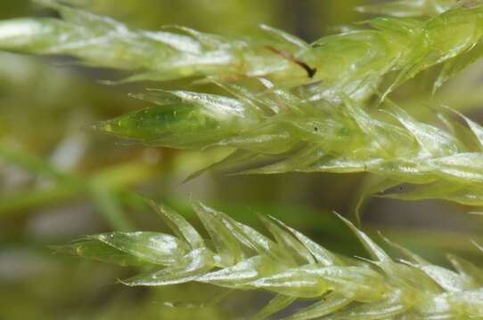 Image of brachythecium moss