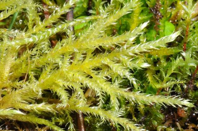 Image of brachythecium moss