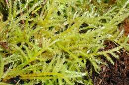 Image of brachythecium moss