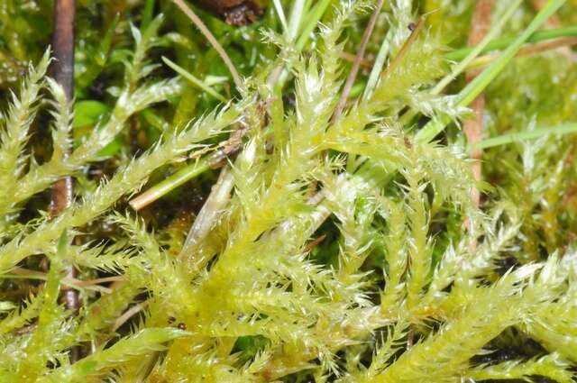 Image of brachythecium moss